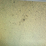 Bedbugs-on-a-popcorn-ceiling