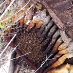 Bees-under-floor-of--storage-shed
