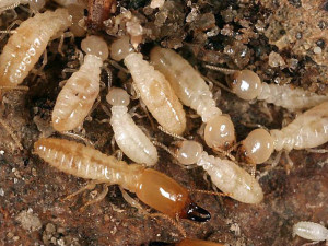 termites-removal
